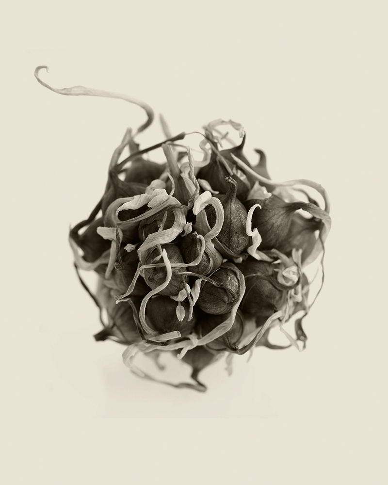 IMG_6622 walking onion for printing copy