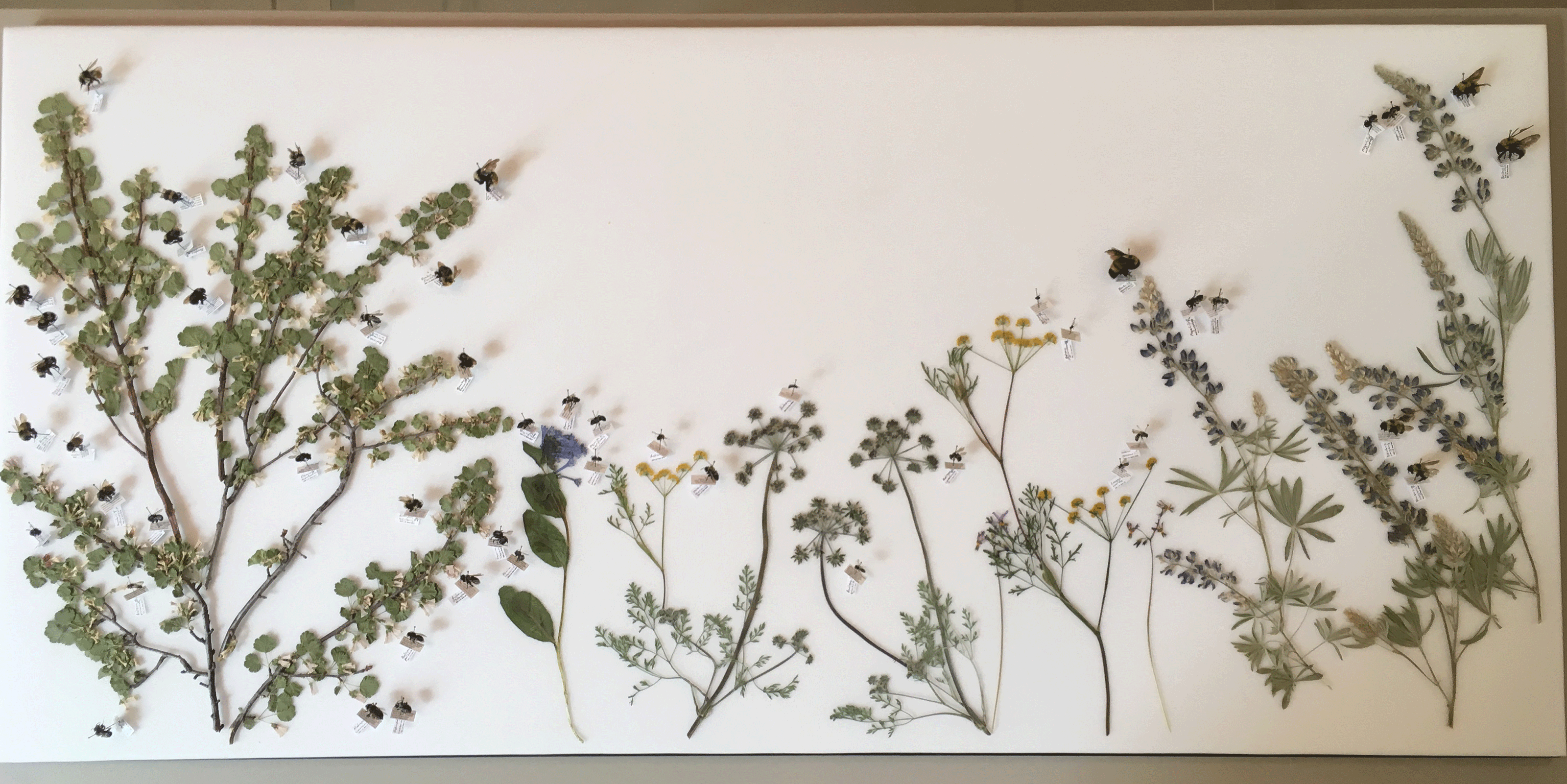 wax-currant-display