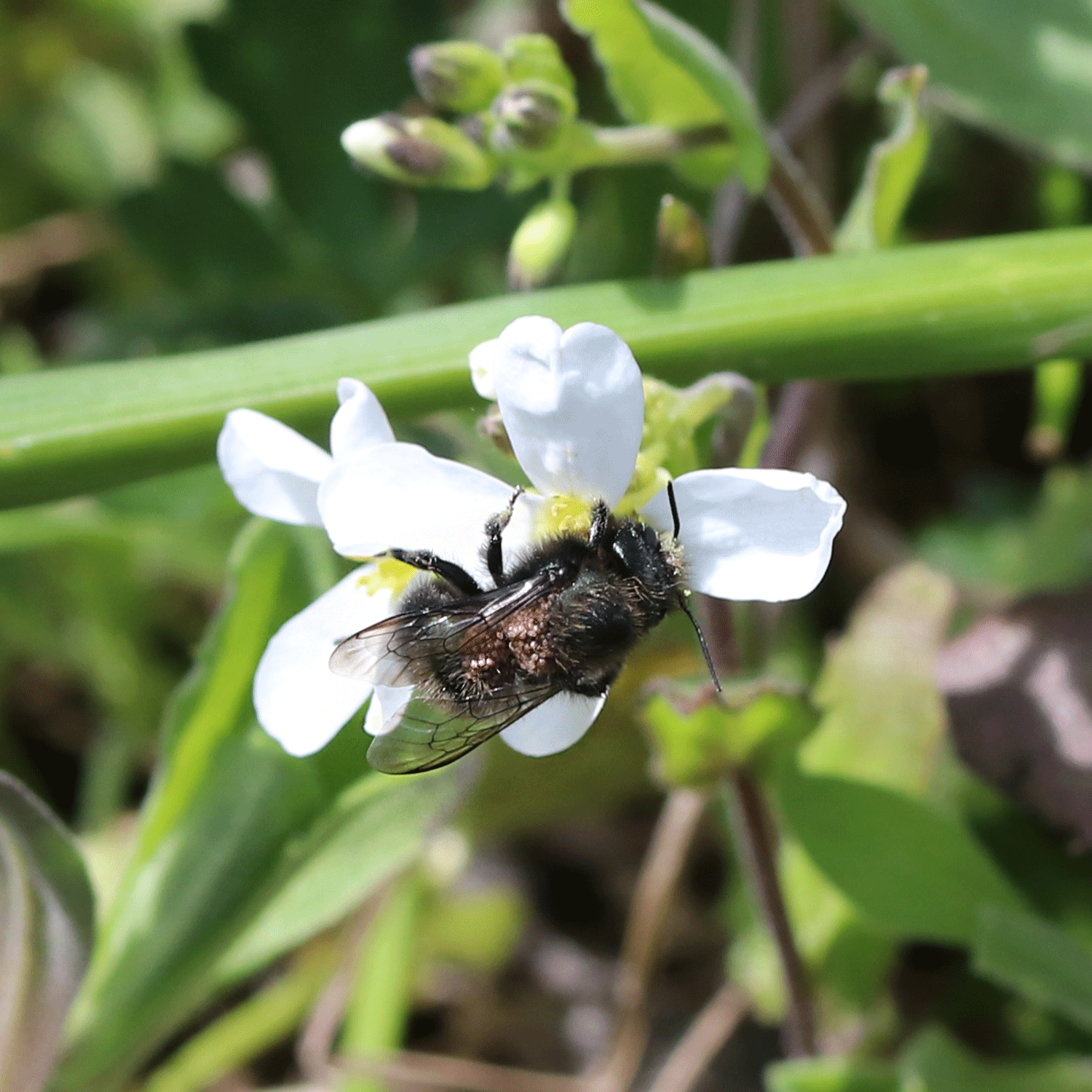 IMG_9589--Osmia-with-mites