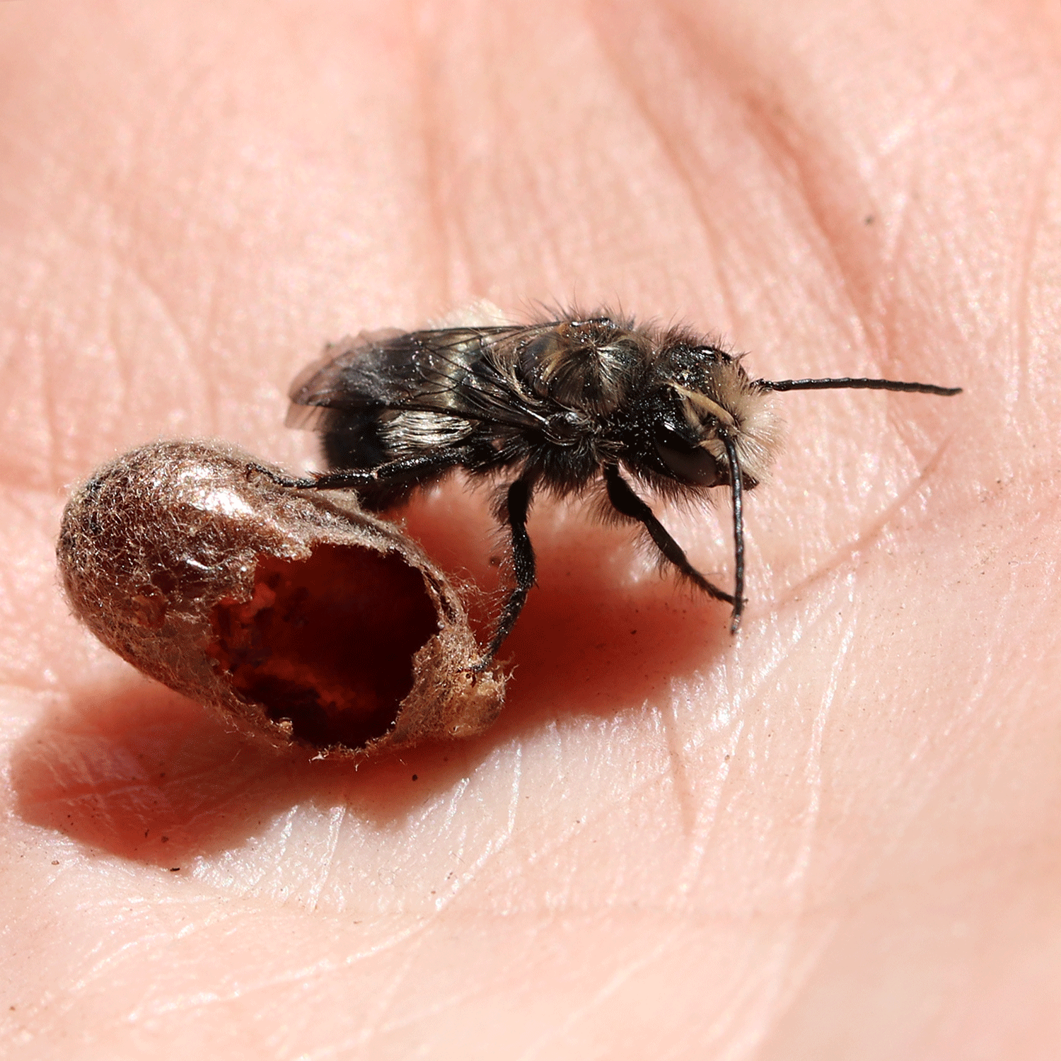 IMG_9682-Osmia-little-male-hatching-copy