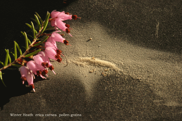 Erica-Carnea-pollen-collected-2015