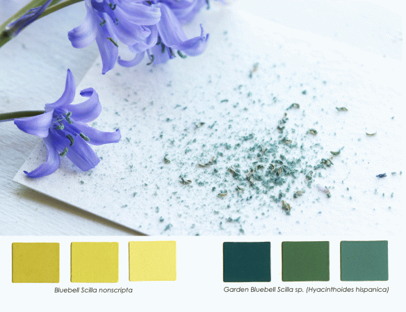 Garden-Bluebell-with-pollen-colors-copy