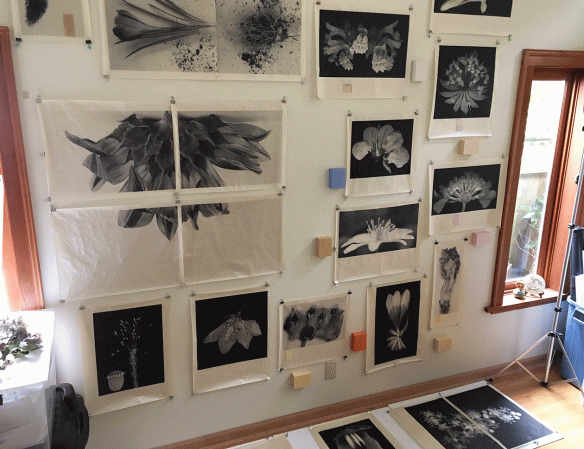 studio wall with prints hung up to dry